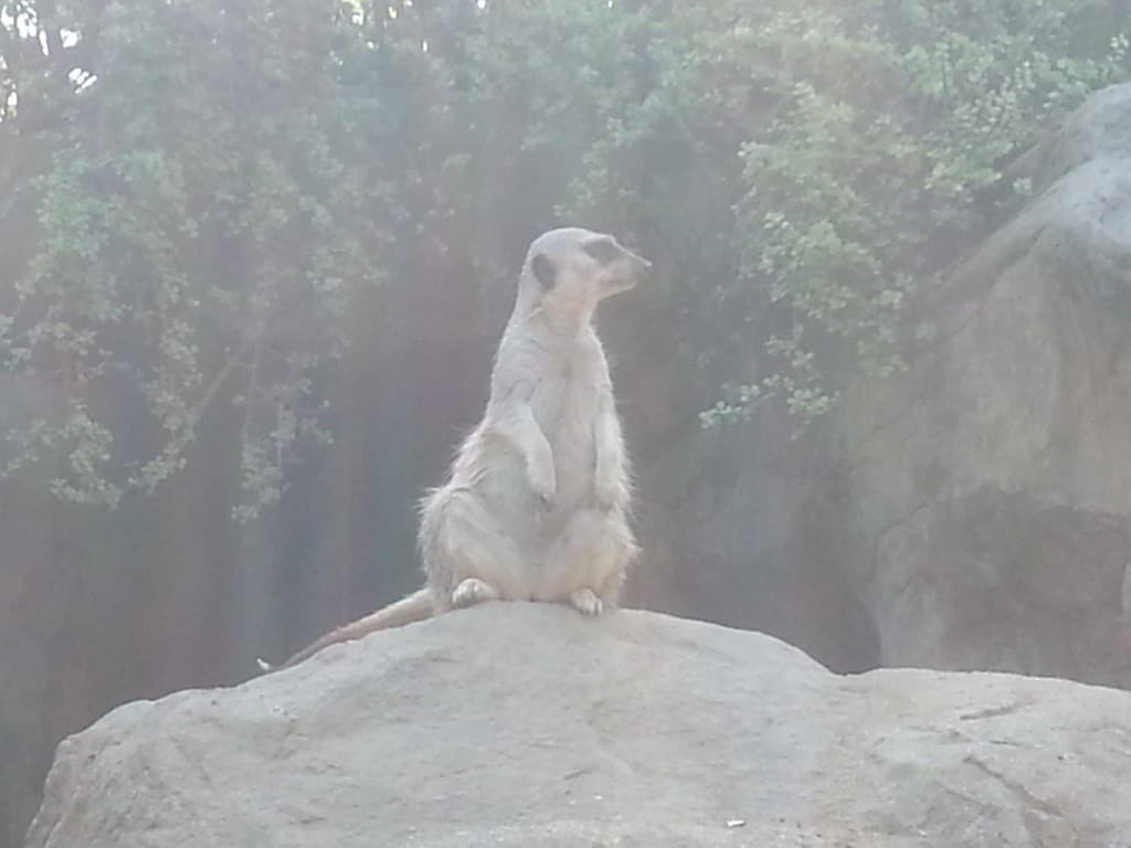 animals at the LA zoo