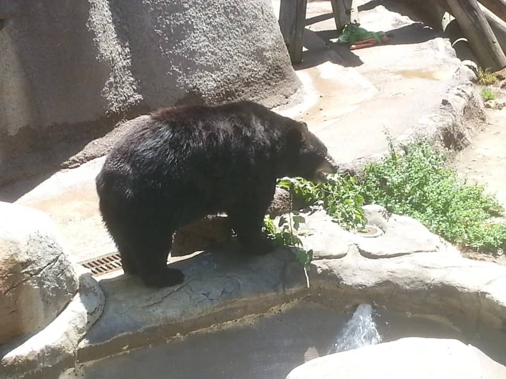 visiting the los angeles zoo