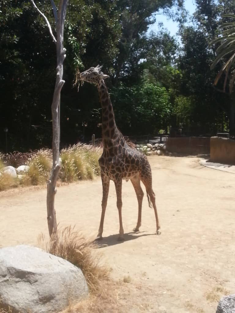 giraffes at the LA zoo