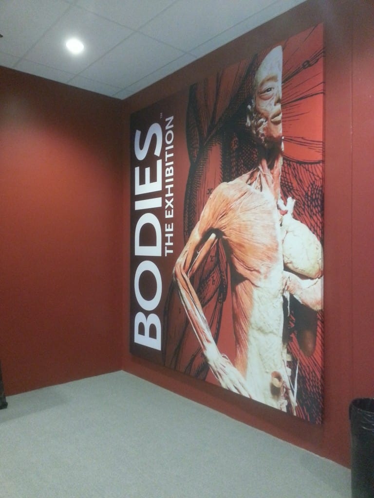 bodies the exhibit