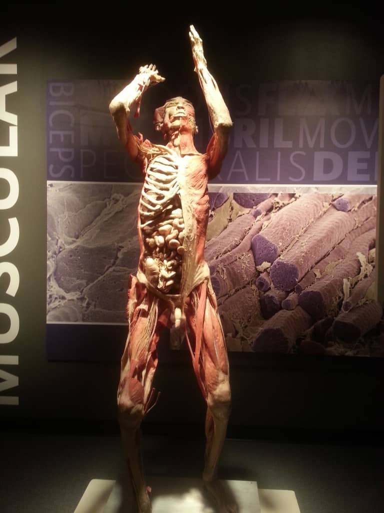 titanic human bodies