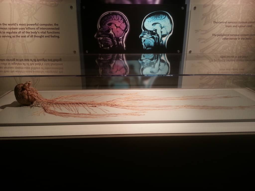 brain spinal column nerves