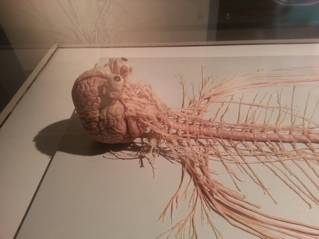 human brain eyes spinal column