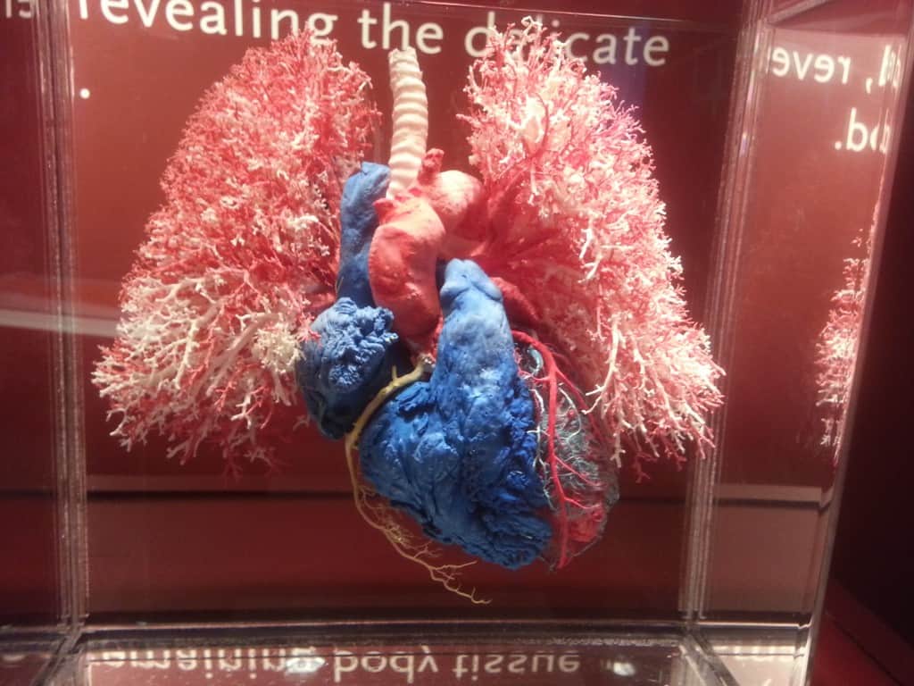 human lungs bodies exhibit