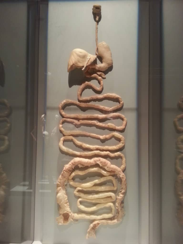 human intestinal system bodies exhibit