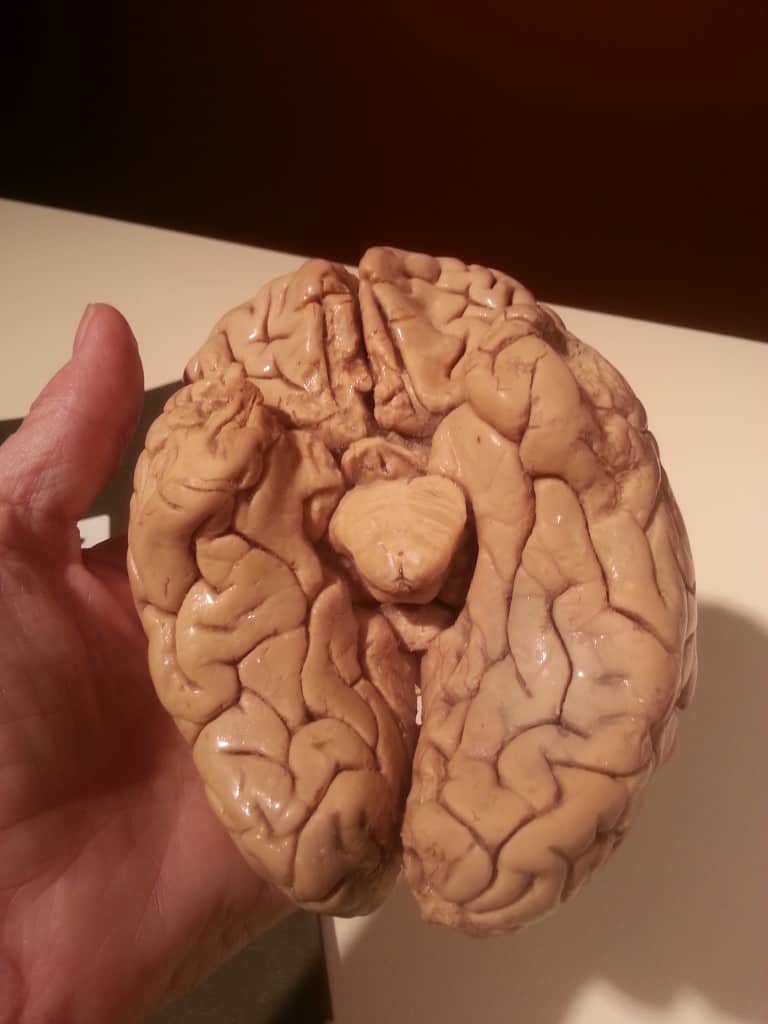 human brain bodies the exhibit