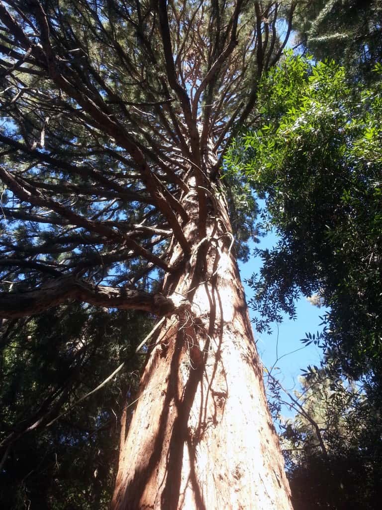 upwards tree