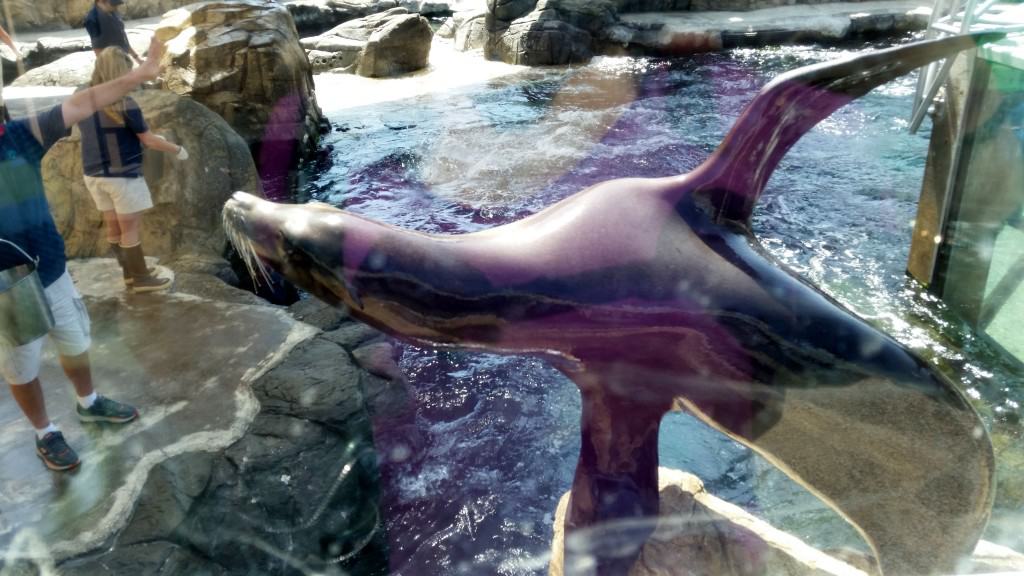 aquarium of the pacific sea lion