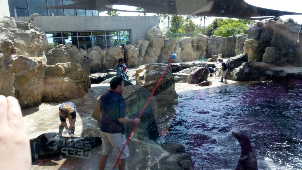 sea lions