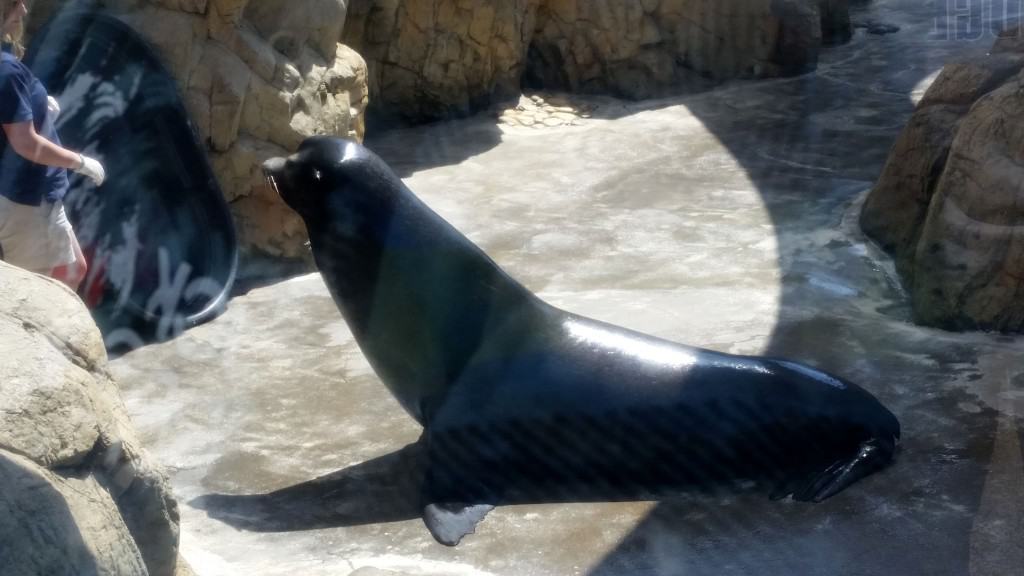 sea lion