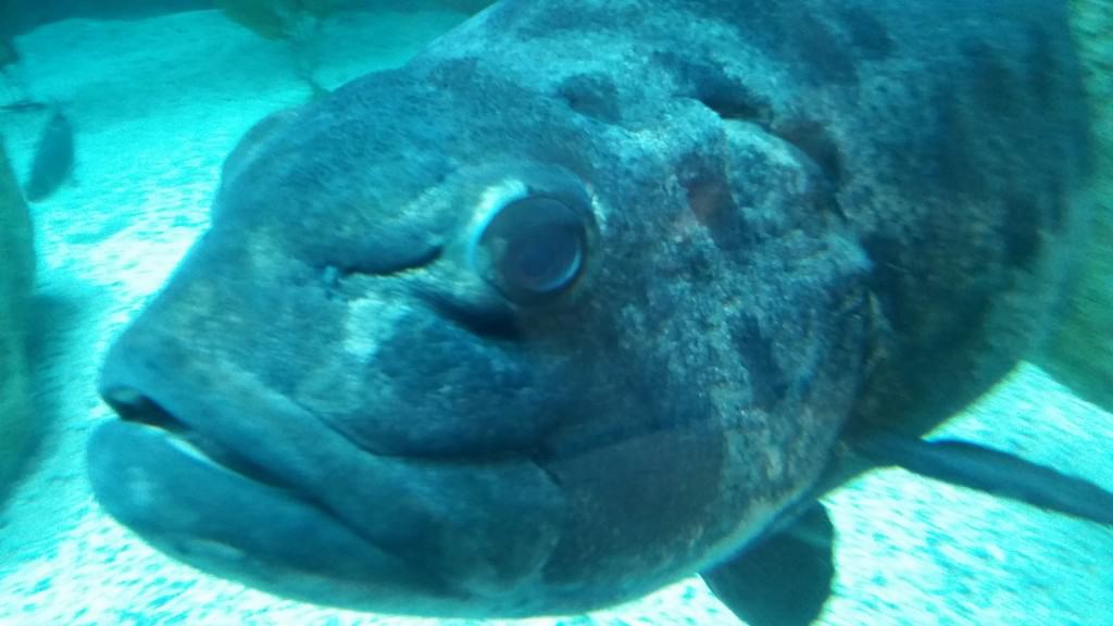 big ugly fish