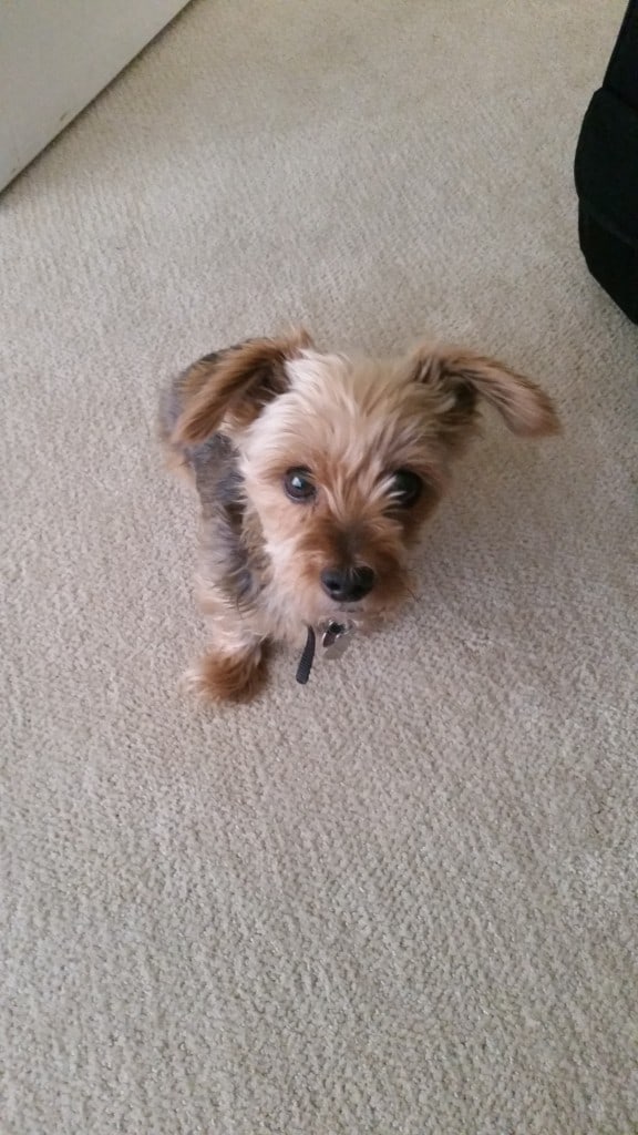 missie the yorkie