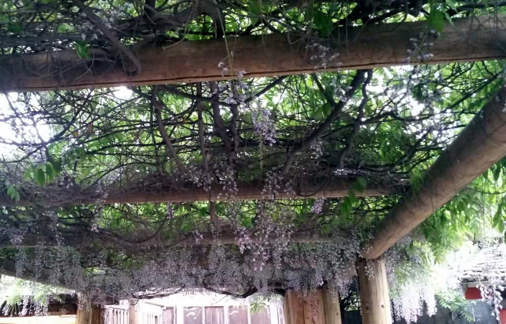 wisteria