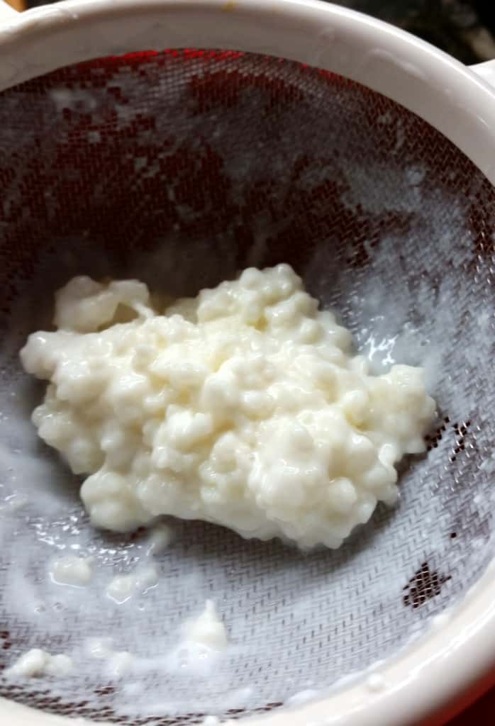 kefir grains