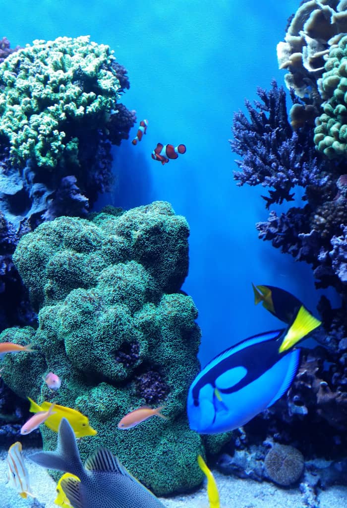 Finding Dory at the Monterey Bay Aquarium