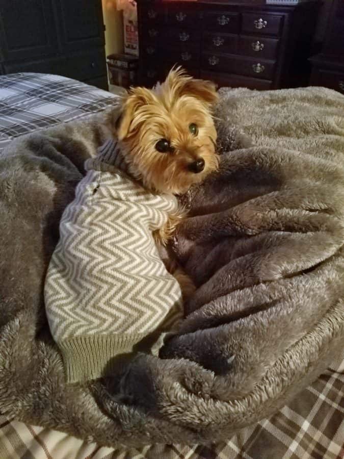 Caring for a Special Needs Pet: Tips from Missie the Yorkie