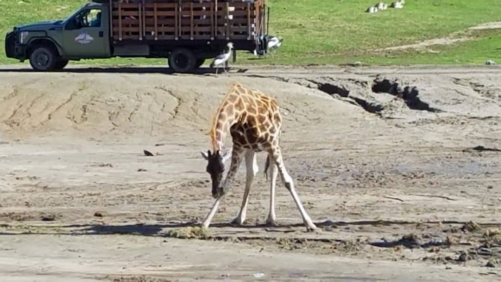 things to do at the san diego zoo safari park