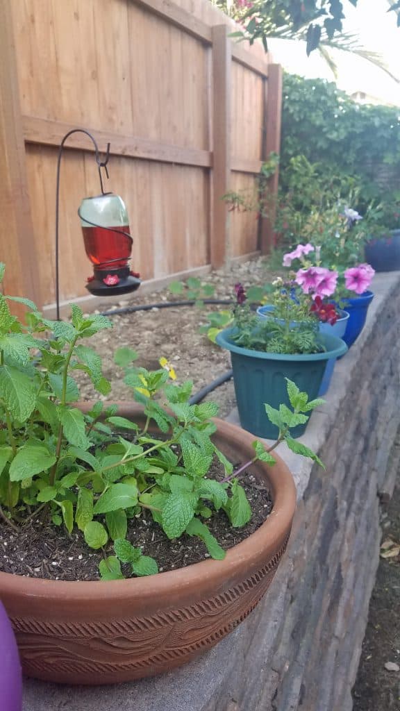 creating a butterfly garden