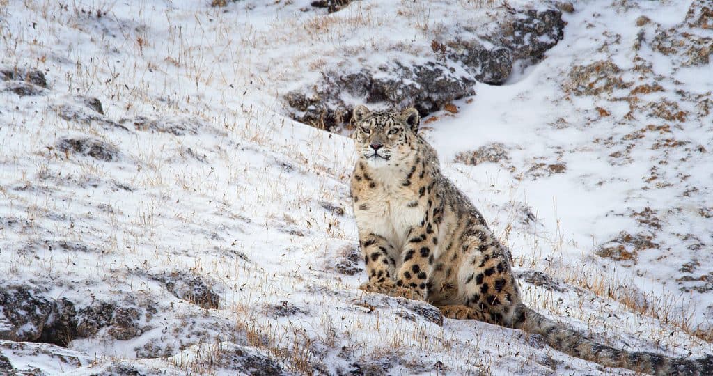 Disneynature Born in China