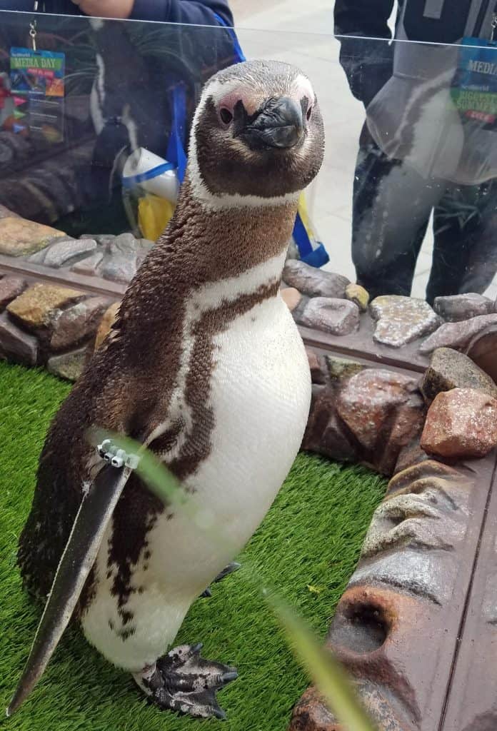 penguin