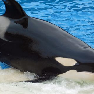 orca explorer