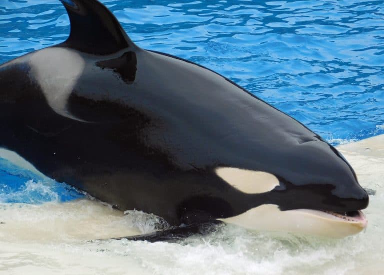 Explore Sea World and Their Newest Attractions