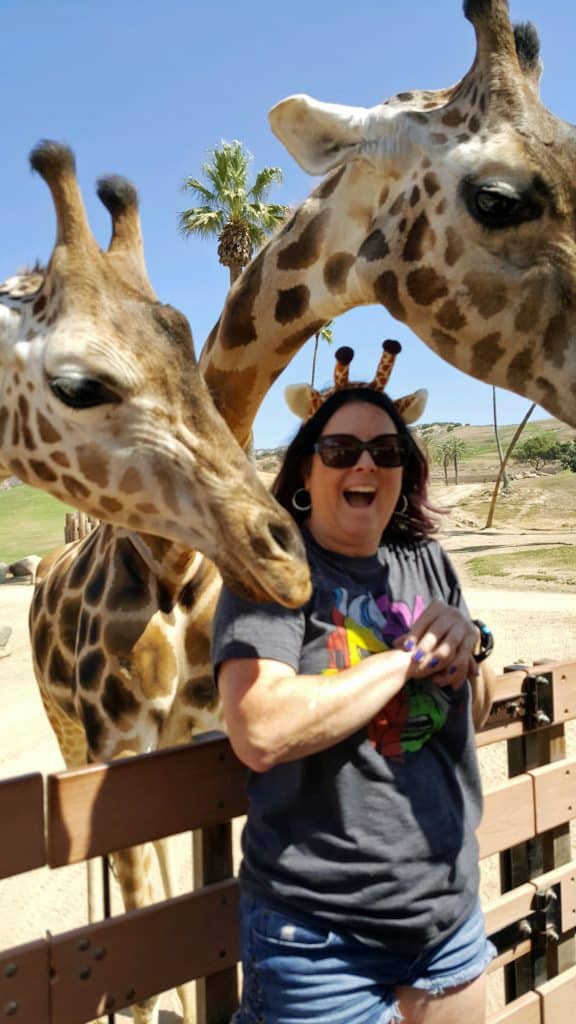 feeding giraffes