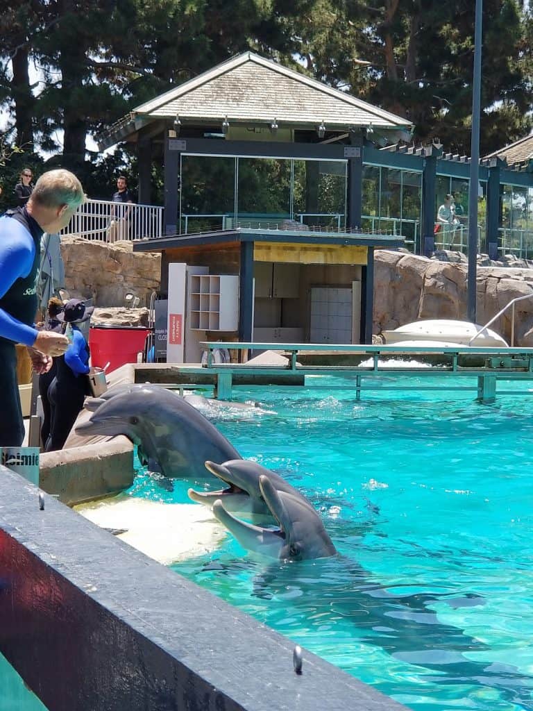 dolphins at Sea World