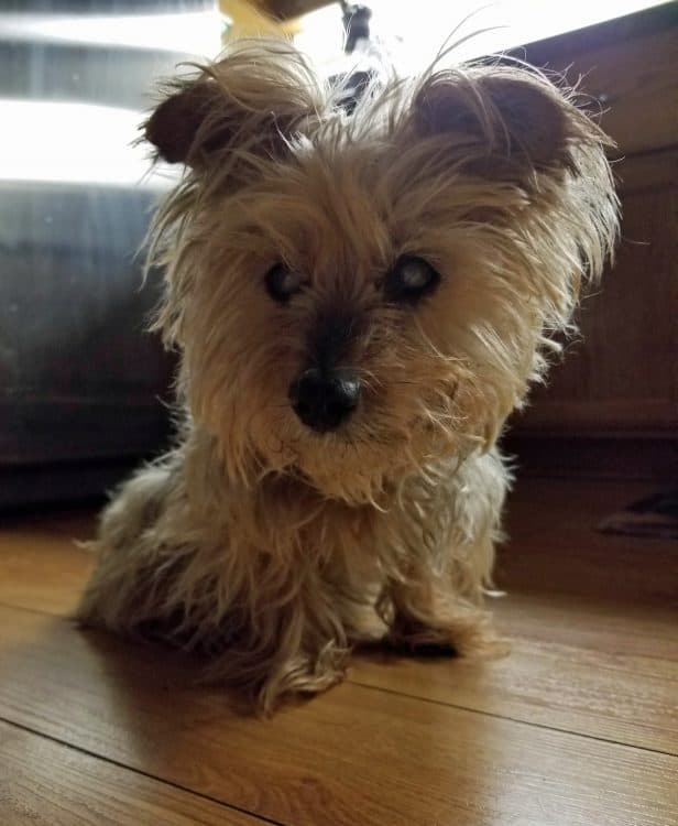 missie the yorkie