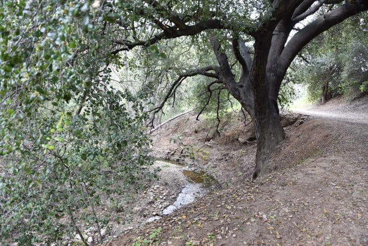 california superbloom at chino hills state park