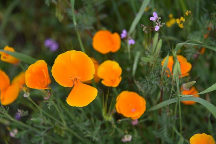 california superbloom at chino hills state park