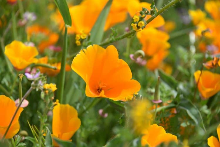 california superbloom at chino hills state park