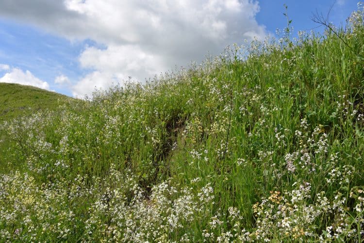 california superbloom at chino hills state park