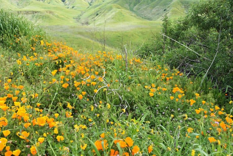 california superbloom at chino hills state park
