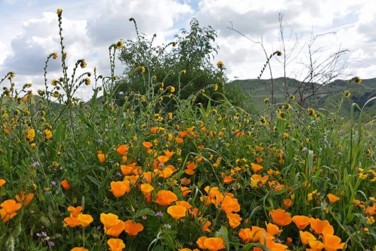 california superbloom at chino hills state park