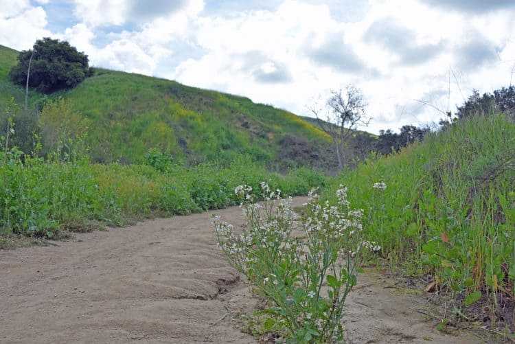 california superbloom at chino hills state park