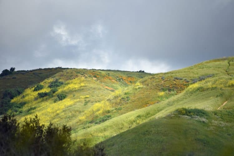 california superbloom at chino hills state park