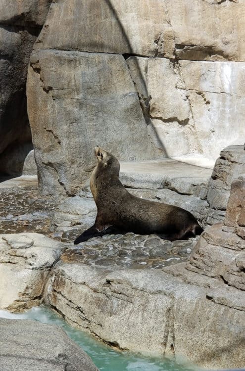 sea lion at sea world san diego