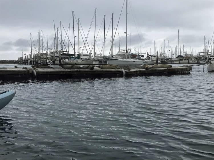 seals in santa barbara harbor