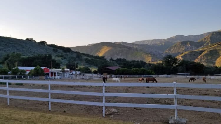 horses at rancho oso santa barbara rv resort