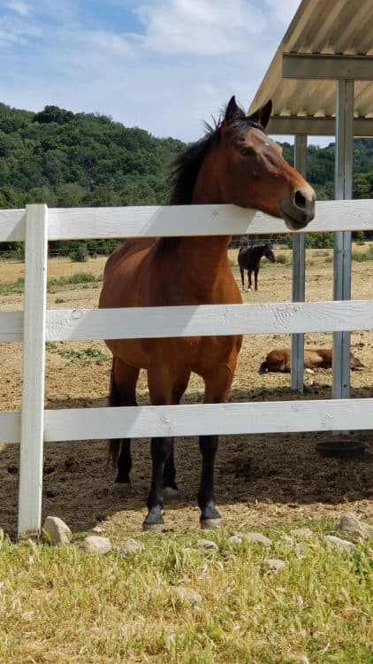 horse at rancho oso rv resort