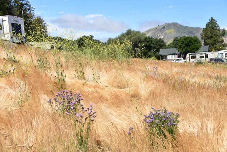 fields at rancho oso