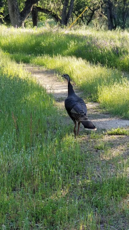 wild turkey