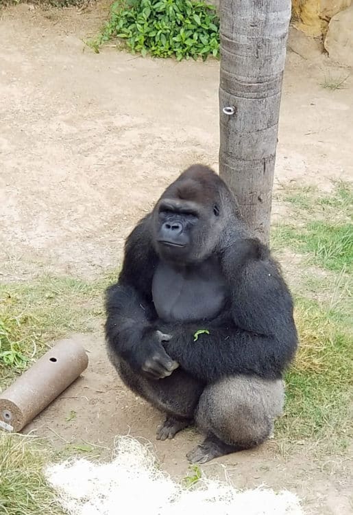 gorilla