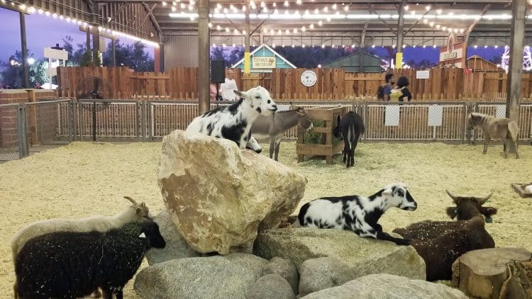 2019 la county fair farm animals