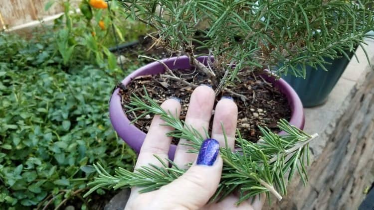 fresh rosemary