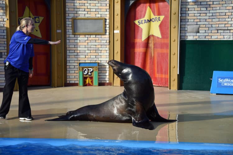 sea world san diego rescue sea lion