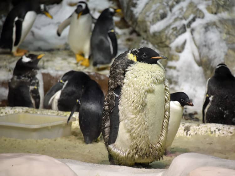 sea world rescue penguins