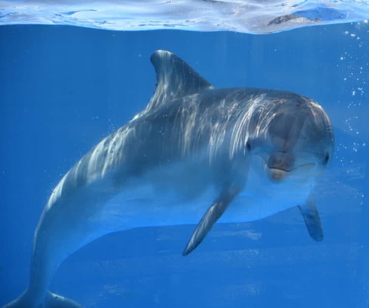 sea world san diego rescue baby dolphin