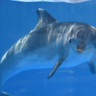 sea world rescue baby dolphin
